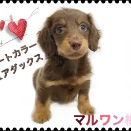 【 ミニチュアダックス 】チョコレートタンの男の子!“USA”でわんこを育てる!