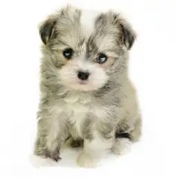 MIX（チワワ×マルチーズ）