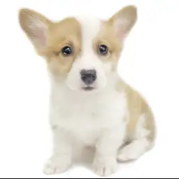 ウェルシュコーギーペンブローク