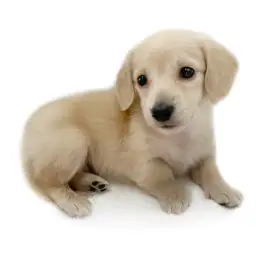 カニンヘン・ダックスフント