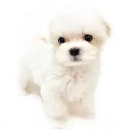 MIX（トイプードル×マルチーズ）