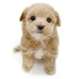 MIX（マルチーズ×トイプードル）