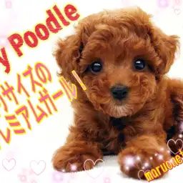 【 トイ・プードル 】手乗りサイズ!初めての室内犬にオススメな理由もご紹介!