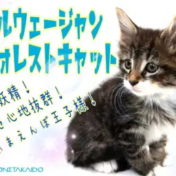 【 ノルウェージャンフォレストキャット 】甘えんぼ長毛種の上手な育て方教えます!