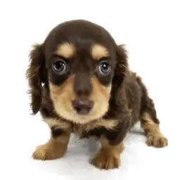 ミニチュア・ダックスフント