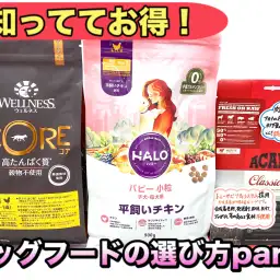 【 ドッグフードの選び方 】愛犬に合ったフードを見つけるためのポイント!