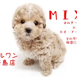 【 MIX犬・マルプー 】 人気のMIX犬！その可愛さの秘密に迫る！