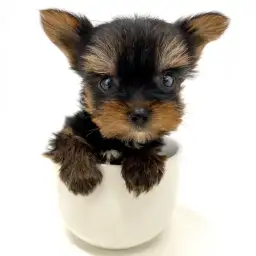 ヨークシャーテリア