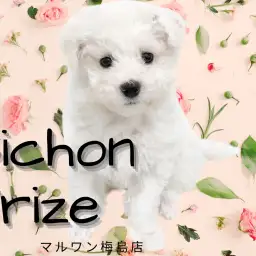 【 ビションフリーゼ 】モコモコなのに抜け毛が少ない！人気のカットもご紹介！