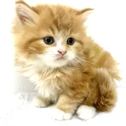 スコティッシュフォールド