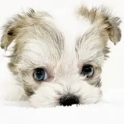 MIX（チワワ×マルプー）