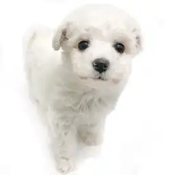 ビションフリーゼ