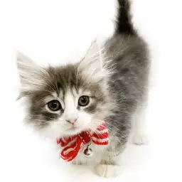 ノルウェージャンフォレストキャット