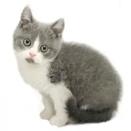 ブリティッシュショートヘア