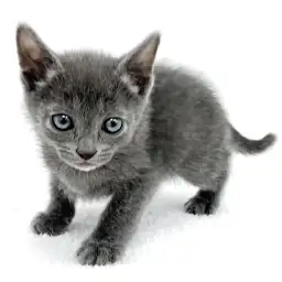 ロシアンブルー