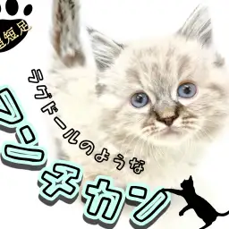 【 マンチカン 】驚異的な足の短さ!ラグドールにそっくりなマンチカンちゃん登場!