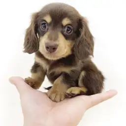 カニンヘン・ダックスフント