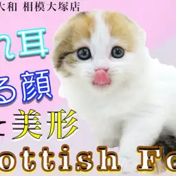 【 スコティッシュフォールド 】垂れ耳と丸顔！オリジナリティの高いキャリコバン