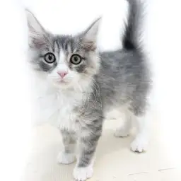 ノルウェージャンフォレストキャット