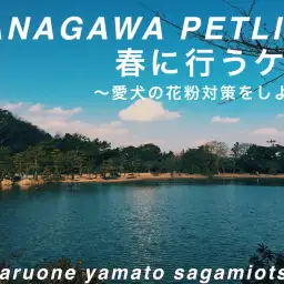 【 神奈川ペットライフ 】愛犬にも花粉対策が必要?この時期にしてあげたいケアとは