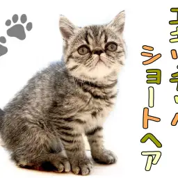 【 エキゾチック 】希少猫種！鼻ぺちゃブサかわフェイスが武器の元気ボーイ！