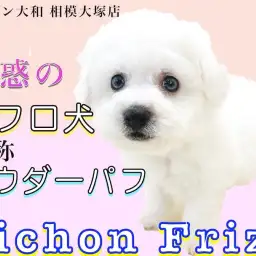 【 ビションフリーゼ 】パウダーパフのアフロ犬!手入れのタイミングで最適なのは?