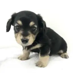 カニンヘン・ダックスフント