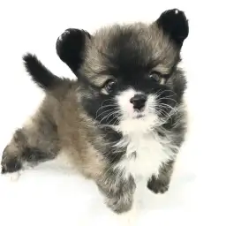 MIX（ポメラニアン×トイプードル）