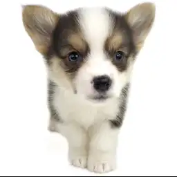 ウェルシュコーギーペンブローク