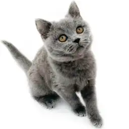 ブリティッシュショートヘア