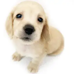 カニンヘン・ダックスフント