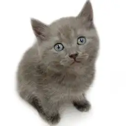 ブリティッシュショートヘア