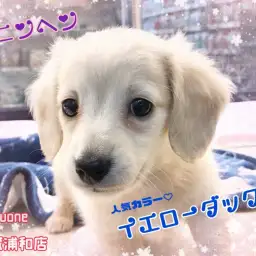 【 カニンヘン・ダックス 】優しいイエロー!小さなダックスをお探しの方必見!