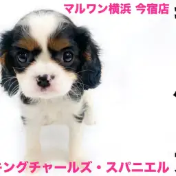 【 キャバリア 】初心者にオススメ!英国で最も愛されたトライカラーの癒し系わんこ!