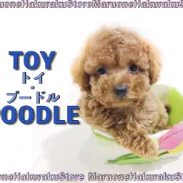 【 トイ・プードル 】人気カラー&タイニーサイズ!ブラッシング方法もご紹介!
