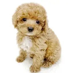 トイ・プードル