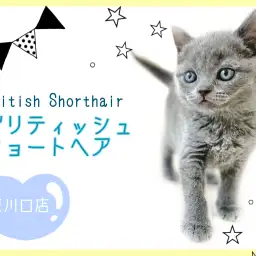 【 ブリティッシュショートヘア 】美しきブリティッシュブルーの美男子登場!