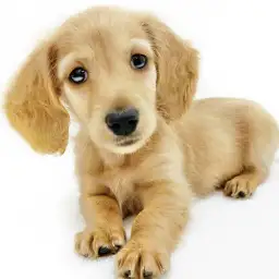 カニンヘン・ダックスフント