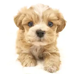 MIX（トイプードル×マルチーズ）