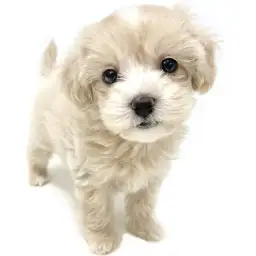 MIX（マルチーズ×トイプードル）