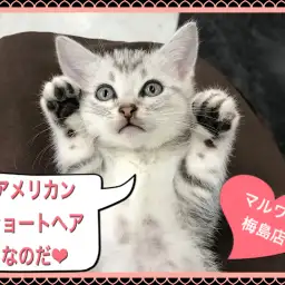 【 アメリカンショートヘア 】人馴れしているなら！シルバータビーのアメショー！