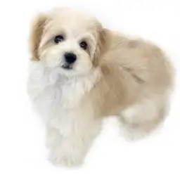 MIX（マルチーズ×トイプードル）