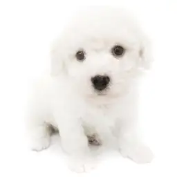 ビションフリーゼ