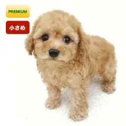 トイ・プードル