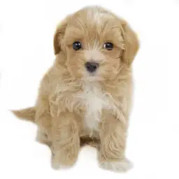 MIX（トイプードル×マルチーズ）