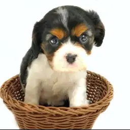 キャバリア・キングチャールズ・スパニエル