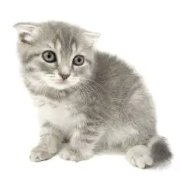 スコティッシュフォールド