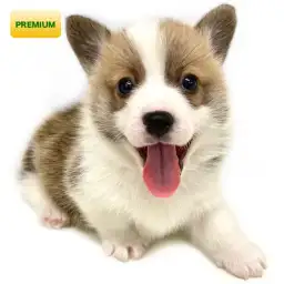 ウェルシュコーギーペンブローク