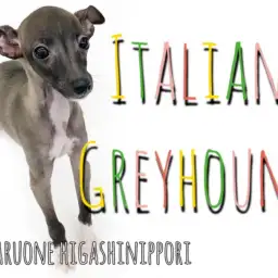 【 イタリアングレーハウンド 】イタグレちゃんの豊かな感情表現と珍カラーも必見！