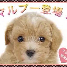 【 MIX・マルプー 】梅島店大人気犬種! 飼いやすい賢い性格です!